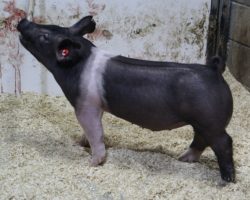Sire: Outbreak; Sire of Dam: Teen Spirit 78-8; Weight: 61<br>• Dynamite belted show barrow! For those with April or early May shows, better study this one here. Bulk and power in a shapely, good built package!<br>•
Killer first parity Teen Spirit x Wedding Night momma behind this dude
<a href="https://youtu.be/XC1TjpM73sE" target="_blank" rel="noopener noreferrer">YOUTUBE LINK</a>