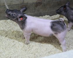 Sire: Breaking Rules; Sire of Dam: Cowboy Swag 55-1; Weight: 69
<br>• Stout headed, big legged, and extra shapely BR barrow here!
These Breaking Rules only get better with age as they mature and fill in through their center.<br>•
Dynamite Cowboy Swag x No Fare 10-11 sow behind this guy, and grandma is No Mercy's sister and Sunshine & Whiskey's mom