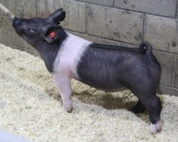 Sire: Breaking Rules; Sire of Dam: Teen Spirit 79-7; Weight: 69
<br>
• The 182's are dammed by "Tina", Blaine Lee's dominant show gilt in the northwest in 2019 that won nearly all of the big Oregon jackpots and the Oregon State Fair (Teen Spirit x On Target 108-2).<br>
• Breaking Rules sired many of our better show barrows in 2020 and he did it again here with this elite set of 182 litter pigs!