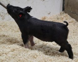 Sire: Junior; Sire of Dam: Short Bus 12-4; Weight: 29
<br>• This neat little half belted gilt is one of the heaviest legged pigs in the entire set!<br>•
If you're looking for a gilt that you can get some mileage out of, 71 should be fun to feed throughout the summer! <br>• CYAE customers better look in here!
Perfect pasterns, square legged, and correct with bone and look to burn!
<a href="https://youtu.be/ZPAOv5vboUo" target="_blank" rel="noopener noreferrer">YOUTUBE LINK</a>