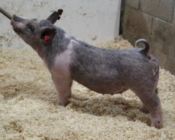Sire: May We All; Sire of Dam: Unleashed 156-3; Weight: 60
<br>• The 214's have been extremely deep and consistent. Study the photos and it's easy to see these girls are special.<br>•
Unleashed x Wedding Night x Renig 15-10 x Hillbilly Bone 74-8 momma is ultra productive and no doubt there's tons of value here as both show gilts and sows on down the road!
<a href="https://youtu.be/biN7dPBKg4c" target="_blank" rel="noopener noreferrer">YOUTUBE LINK</a>