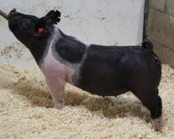 Sire: May We All; Sire of Dam: Unleashed 156-3; Weight: 63
<br>• The 214's have been extremely deep and consistent. Study the photos and it's easy to see these girls are special.<br>•
Unleashed x Wedding Night x Renig 15-10 x Hillbilly Bone 74-8 momma is ultra productive and no doubt there's tons of value here as both show gilts and sows on down the road!
<a href="https://youtu.be/vTUk2oIr160" target="_blank" rel="noopener noreferrer">YOUTUBE LINK</a>