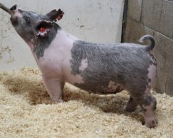 Sire: May We All; Sire of Dam: Wedding Night 69-2; Weight: 76
<br>• KILLER pair of 220 litter gilts and these aren't the kind we should be offering. These MWA's will be phenomenal sows and we believe he will be heard from for years to come.<br>•
Dam 69-2 is the grand dam of the $26K McCormick barrow we sold this fall that dominated in Texas before an untimely death. 69-2 also raised the great 225 Foresight litter this spring, which included Maddy Nissen's Reserve Cross Barrow at Western Regional (And his littermate who was the best barrow we saw all year), as well as Amanda's Carter's 3rd Overall Division 3 Barrow at the West Coast National <br>•
**Lot 74 had a small bump on her navel removed last week and has a few stitches on her belly**