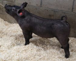 Sire: May We All; Sire of Dam: Wedding Night 69-2; Weight: 50
<br>• KILLER pair of 220 litter gilts and these aren't the kind we should be offering. These MWA's will be phenomenal sows and we believe he will be heard from for years to come.<br>•
Dam 69-2 is the grand dam of the $26K McCormick barrow we sold this fall that dominated in Texas before an untimely death. 69-2 also raised the great 225 Foresight litter this spring, which included Maddy Nissen's Reserve Cross Barrow at Western Regional (And his littermate who was the best barrow we saw all year), as well as Amanda's Carter's 3rd Overall Division 3 Barrow at the West Coast National
<a href="https://youtu.be/9gAhCqLTB-w" target="_blank" rel="noopener noreferrer">YOUTUBE LINK</a>