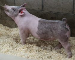 Sire: May We All; Sire of Dam: 225K 97-3; Weight: 75
<br>• Mega stout MWA gilt with a massive center body and a big pinset.<br>•
225K x Colt 45 momma has a bright future here in Colusa and is extra productive in the crate
<a href="https://youtu.be/9rciK2Bfj_M" target="_blank" rel="noopener noreferrer">YOUTUBE LINK</a>