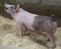 Sire: May We All; Sire of Dam: Jack Daniels 142-4; Weight: 60
<br>• 142-4 dam and her sister 142-2 are amongst our very best. 142-4's last litter produced Kekoa Taipin's class-winning barrow at both Royal and West Coast National, along with the elite No No son we sold to Malay Show Pigs 142-2 raised the Reserve Grand Gilt at Arizona Nationals in 2019.<br>•
We think 77's potential as a show gilt and a show pig momma at the end of the day is about as good as it gets! MWA will make the next generation better!
<a href="https://youtu.be/JVMKu39uYPM" target="_blank" rel="noopener noreferrer">YOUTUBE LINK</a>