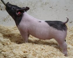 Sire: Foresight; Sire of Dam: Sunshine & Whiskey 160-3; Weight: 48
<br>• We just had the one Foresight litter this set because we were so excited to use MWA and Outbreak, but honestly we wish we had more. Had 2020 been somewhat normal, Foresight would have racked up tons of wins and he continues to be our go to for bone and a perfect hind leg. <br>•
Study the skeleton and look this gilt offers, then consider her pedigree and there's lots and lots of value here !
<a href="https://youtu.be/JgL0Lus9QDE" target="_blank" rel="noopener noreferrer">YOUTUBE LINK</a>