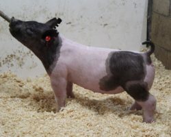 Sire: Outbreak; Sire of Dam: Wedding Night 233-2; Weight: 44
<br>• KILLER show gilt here out of one of our very best young sows, 233-2, who was the Grand Champion Gilt at the 2019 Oregon State Fair (Wedding Night x Prestige).<br>•
BIG legged, sharp fronted, and sexy with a killer profile and a linebred pedigree!
<a href="https://youtu.be/dR8Wp8xJEwE" target="_blank" rel="noopener noreferrer">YOUTUBE LINK</a>