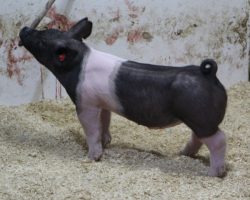 Sire: Breaking Rules; Sire of Dam: Teen Spirit 79-7; Weight: 65
<br>
• The 182's are dammed by "Tina", Blaine Lee's dominant show gilt in the northwest in 2019 that won nearly all of the big Oregon jackpots and the Oregon State Fair (Teen Spirit x On Target 108-2).<br>
• Breaking Rules sired many of our better show barrows in 2020 and he did it again here with this elite set of 182 litter pigs!
<a href="https://youtu.be/q_Rcfxcj2lg" target="_blank" rel="noopener noreferrer">YOUTUBE LINK</a>