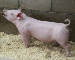 Sire: Sit Tight; Sire of Dam: Gas Money 21-7; Weight: 54
<br>• Great pair of York gilts ideally aged for Expo and The Audible!
21-7 Gas Money sow is our foundation female who raised Jump Around, the Champion York Gilt and Grand Overall at NJSA Western Regional 2018 (and Champion York Gilt at Arizona Nationals), and the Champion York and Reserve grand Overall Barrow at the same event.<br>•
These gilts are heavy structured, up on their pasterns, and they take along stride off their rear two. They pattern up awesome from the side and no doubt will have a great chance to win this summer no matter where they wind up!
<a href="https://youtu.be/JYgqEAL7mrk" target="_blank" rel="noopener noreferrer">YOUTUBE LINK</a>