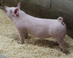Sire: Sit Tight; Sire of Dam: Gas Money 21-7; Weight: 61
<br>• Great pair of York gilts ideally aged for Expo and The Audible!<br>•
21-7 Gas Money sow is our foundation female who raised Jump Around, the Champion York Gilt and Grand Overall at NJSA Western Regional 2018 (and Champion York Gilt at Arizona Nationals), and the Champion York and Reserve grand Overall Barrow at the same event. <br>•
These gilts are heavy structured, up on their pasterns, and they take along stride off their rear two. They pattern up awesome from the side and no doubt will have a great chance to win this summer no matter where they wind up!
<a href="https://youtu.be/CJ4czc0mAt4" target="_blank" rel="noopener noreferrer">YOUTUBE LINK</a>
