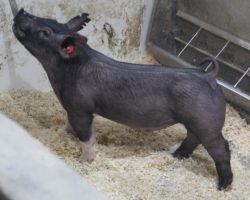 Sire: Outbreak; Sire of Dam: On Target 80-4; Weight: 65
<br>•
<br>• The 197's are a killer litter of Outbreak barrows that we expect to hear big things from!
On Target x Renig 28-12 momma is big bodied and great designed, and her pigs always find their way to the top of every set she's got a litter in.<br>•
Study the photos here, these guys are built right and offer the right maturity to be their best at the end when it counts! <br>•
** 82 and 83 were cryptorchids that we had fixed last week, so they have some small stitches in their flank but are healing great**
<a href="https://youtu.be/ujjMpTaHfL4" target="_blank" rel="noopener noreferrer">YOUTUBE LINK</a>
