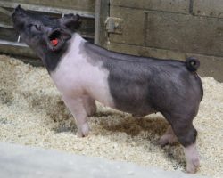 Sire: Outbreak; Sire of Dam: On Target 80-4; Weight: 67
<br>• The 197's are a killer litter of Outbreak barrows that we expect to hear big things from! <br>•
On Target x Renig 28-12 momma is big bodied and great designed, and her pigs always find their way to the top of every set she's got a litter in.<br>•
Study the photos here, these guys are built right and offer the right maturity to be their best at the end when it counts! <br>•
** 82 and 83 were cryptorchids that we had fixed last week, so they have some small stitches in their flank but are healing great**
<a href="https://youtu.be/BACJaAuotDo" target="_blank" rel="noopener noreferrer">YOUTUBE LINK</a>