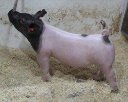 Sire: Outbreak; Sire of Dam: On Target 80-4; Weight: 77
<br>• The 197's are a killer litter of Outbreak barrows that we expect to hear big things from! <br>•
On Target x Renig 28-12 momma is big bodied and great designed, and her pigs always find their way to the top of every set she's got a litter in.<br>•
Study the photos here, these guys are built right and offer the right maturity to be their best at the end when it counts!
<br>
<a href="https://youtu.be/4BMrhzKvibg" target="_blank" rel="noopener noreferrer">YOUTUBE LINK</a>