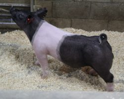 Sire: Outbreak; Sire of Dam: Sunshine & Whiskey 167-2; Weight: 86
<br>• This is the kind we love to sell because this guy will only get better every day and will have a great chance to win no matter where he winds up! He's big enough to get along at the early May fairs, but could be slowed down for later May or June and be a hammer! <br>•
Big bodied, extended, and really good made Outbreak barrow here out of one of our favorite sows (Sunshine x Hillbilly Bone 1-1) and she goes back to the Madea sow
<a href="https://youtu.be/M0zNiVYDhX8" target="_blank" rel="noopener noreferrer">YOUTUBE LINK</a>