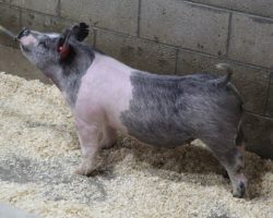 Sire: May We All; Sire of Dam: Outmanned 19-1; Weight: 79
<br>• These 196 litter barrows are MEGA STOUT!<br>•
They are out of the Reserve Champion Cross Gilt at the World Pork Expo in 2018 (Outmanned x Oxygen).<br>•
Momma 19-1 raised the $15k barrow we sold in our March sale last year who was named Grand overall at the Napa Fair this summer for Lucia Abreu
<a href="https://youtu.be/Li2t1gekhc0" target="_blank" rel="noopener noreferrer">YOUTUBE LINK</a>