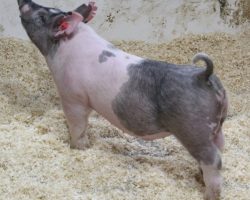 Sire: May We All; Sire of Dam: Outmanned 19-1; Weight: 71
<br>•
These 196 litter barrows are MEGA STOUT!<br>•
They are out of the Reserve Champion Cross Gilt at the World Pork Expo in 2018 (Outmanned x Oxygen).<br>•
Momma 19-1 raised the $15k barrow we sold in our March sale last year who was named Grand overall at the Napa Fair this summer for Lucia Abreu
<a href="https://youtu.be/DixVH8WclkA" target="_blank" rel="noopener noreferrer">YOUTUBE LINK</a>