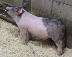 Sire: May We All; Sire of Dam: Outmanned 19-1; Weight: 66
<br>•
These 196 litter barrows are MEGA STOUT!<br>•
They are out of the Reserve Champion Cross Gilt at the World Pork Expo in 2018 (Outmanned x Oxygen).<br>•
Momma 19-1 raised the $15k barrow we sold in our March sale last year who was named Grand overall at the Napa Fair this summer for Lucia Abreu
<a href="https://youtu.be/bMKln94CgXo" target="_blank" rel="noopener noreferrer">YOUTUBE LINK</a>