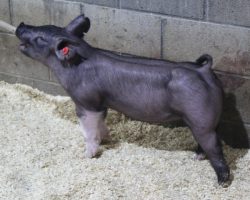 Sire: Breaking Rules; Sire of Dam: Teen Spirit 79-7; Weight: 63
<br>
• The 182's are dammed by "Tina", Blaine Lee's dominant show gilt in the northwest in 2019 that won nearly all of the big Oregon jackpots and the Oregon State Fair (Teen Spirit x On Target 108-2).<br>
• Breaking Rules sired many of our better show barrows in 2020 and he did it again here with this elite set of 182 litter pigs!
<a href="https://youtu.be/8hAG8o-493w" target="_blank" rel="noopener noreferrer">YOUTUBE LINK</a>