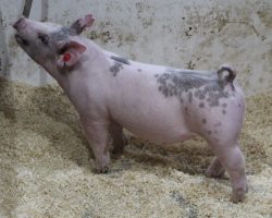 Sire: May We All; Sire of Dam: Shine On 228-2; Weight: 75
<br>•
The 192's are a great trio of MWA barrows out of a killer little Shine On x Renig 6-6 sow who is good looking, moderate, and extra shapely.<br>•
Typical of the MWA's, they are huge bodied, huge chested, and STOUT, yet still maintain a square build off both ends
<a href="https://youtu.be/W_WvJMhuf-k" target="_blank" rel="noopener noreferrer">YOUTUBE LINK</a>