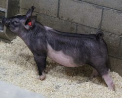 DOB 10/19/20; Sire: May We All; Sire of Dam: Shine On 228-2; Weight: 66
<br>•
The 192's are a great trio of MWA barrows out of a killer little Shine On x Renig 6-6 sow who is good looking, moderate, and extra shapely.<br>•
Typical of the MWA's, they are huge bodied, huge chested, and STOUT, yet still maintain a square build off both ends
<a href="https://youtu.be/uopIadFUyBQ" target="_blank" rel="noopener noreferrer">YOUTUBE LINK</a>
