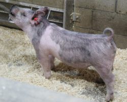 Sire: May We All; Sire of Dam: Shine On 228-2; Weight: 76
<br>• The 192's are a great trio of MWA barrows out of a killer little Shine On x Renig 6-6 sow who is good looking, moderate, and extra shapely.<br>•
Typical of the MWA's, they are huge bodied, huge chested, and STOUT, yet still maintain a square build off both ends
<a href="https://youtu.be/ALwUkg5edzo" target="_blank" rel="noopener noreferrer">YOUTUBE LINK</a>
