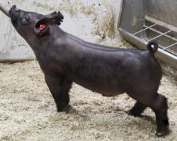 Sire: Junior; Sire of Dam: Short Bus 12-4; Weight: 45
<br>• Junior continues to be our barrow sire of choice when we can use him, we have so much Wedding Night influence that sometimes we can't use him as much as we'd like to. He is still the BEST IN THE BUSINESS!!<br>•
Kekoa Taipin's Grand Barrow at West Coast National last week was sired by Junior, as was the Reserve grand at Fort Worth in 2020. Junior gets it done!!
<a href="https://youtu.be/CY9QOUoRlM0" target="_blank" rel="noopener noreferrer">YOUTUBE LINK</a>