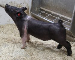 Sire: Junior; Sire of Dam: Short Bus 12-4; Weight: 51
<br>•
Junior continues to be our barrow sire of choice when we can use him, we have so much Wedding Night influence that sometimes we can't use him as much as we'd like to. He is still the BEST IN THE BUSINESS!!<br>•
Kekoa Taipin's Grand Barrow at West Coast National last week was sired by Junior, as was the Reserve grand at Fort Worth in 2020. Junior gets it done!!
<a href="https://youtu.be/yogu1ylk9zk" target="_blank" rel="noopener noreferrer">YOUTUBE LINK</a>