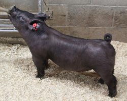 Sire: Junior; Sire of Dam: Short Bus 12-4; Weight: 60
<br>•
Junior continues to be our barrow sire of choice when we can use him, we have so much Wedding Night influence that sometimes we can't use him as much as we'd like to. He is still the BEST IN THE BUSINESS!!<br>•
Kekoa Taipin's Grand Barrow at West Coast National last week was sired by Junior, as was the Reserve grand at Fort Worth in 2020. Junior gets it done!!
<a href="https://youtu.be/XeXlMFpSiSQ" target="_blank" rel="noopener noreferrer">YOUTUBE LINK</a>