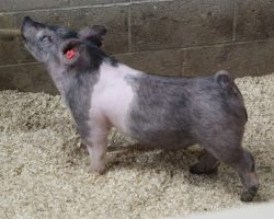 Sire: May We All; Sire of Dam: Short Bus 20-6; Weight: 47
<br>•
These 234's offer a shot more immaturity than most Ma's and we love how sharp fronted they are. They really look like the kind that'll feed and continue to get better every day!