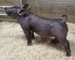 Sire: May We All; Sire of Dam: Short Bus 20-6; Weight: 53
<br>•
These 234's offer a shot more immaturity than most Ma's and we love how sharp fronted they are. They really look like the kind that'll feed and continue to get better every day!
<a href="https://youtu.be/pNerRnG87dg" target="_blank" rel="noopener noreferrer">YOUTUBE LINK</a>