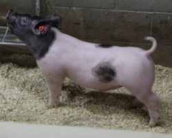 Sire: Foresight; Sire of Dam: Sunshine & Whiskey 160-3; Weight: 56
<br>•
We just had the one Foresight litter this set because we were so excited to use MWA and Outbreak, but honestly we wish we had more. Had 2020 been somewhat normal, Foresight would have racked up tons of wins and he continues to be our go to for bone and a perfect hind leg. <br>•
Study the skeleton and look here. This rascal is built right, patterns up awesome from the side, and all he needs is a little time!
<a href="https://youtu.be/GDvI9FRbQW8" target="_blank" rel="noopener noreferrer">YOUTUBE LINK</a>