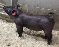 Sire: May We All; Sire of Dam: 225K 97-3; Weight: 56
<br>•
Mega stout jet black MWA barrow here!
This guy's skull and chest are incredible, and he carries it back to an enormous cage.<br>•
Early May fairs, study this guy, he will have a great chance to be a powerhouse!
<a href="https://youtu.be/JGi0Amtt6Qg" target="_blank" rel="noopener noreferrer">YOUTUBE LINK</a>