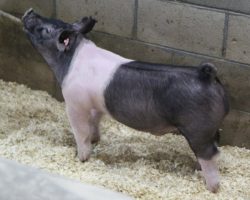 Sire: Wedding Night<br>
Sire of Dam: Kissing Cousins 89-5