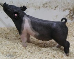 Sire: Outbreak<br>
Sire of Dam: Wedding Night 9-2<br>
<a href="https://www.youtube.com/watch?v=xVor1im0v3k" target="_blank" rel="noopener noreferrer">YOUTUBE LINK</a>