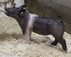 Sire: Outbreak<br>
Sire of Dam: Teen Spirit 79-8