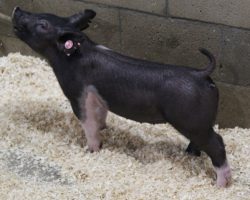 Sire: Outbreak<br>
Sire of Dam: Teen Spirit 79-8
<br>
<a href="https://www.youtube.com/watch?v=QH1hg4j723M" target="_blank" rel="noopener noreferrer">YOUTUBE LINK</a>