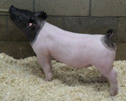 Sire: Outbreak<br>
Sire of Dam: Undisputed 29-12
<br>
<a href="https://www.youtube.com/watch?v=r7MH9yfK5hU" target="_blank" rel="noopener noreferrer">YOUTUBE LINK</a>