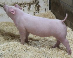 Sire: Boom Town<br>
Sire of Dam: Boomawang 96-6
<br>
<a href="https://www.youtube.com/watch?v=yAUBSlnR9NY" target="_blank" rel="noopener noreferrer">YOUTUBE LINK</a>