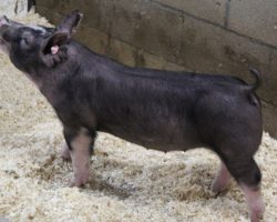 Sire: Outside The Lines<br>
Sire of Dam: Keep Talkin 18-8