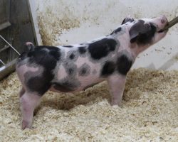 Sire: Sure Thing<br>
Sire of Dam: Supposedly 6-6
<br>
<a href="https://www.youtube.com/watch?v=OnmeU8Bten8" target="_blank" rel="noopener noreferrer">YOUTUBE LINK</a>
