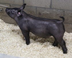 Sire: Outbreak<br>
Sire of Dam: Monster Square 46-1
<br>
<a href="https://www.youtube.com/watch?v=RMhMfwhIhX0" target="_blank" rel="noopener noreferrer">YOUTUBE LINK</a>