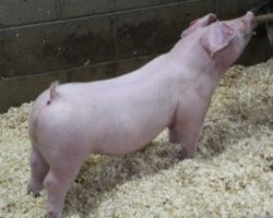 Sire: Pay To Play<br>
Sire of Dam: Mayhem 89-2
<br>
<a href="https://www.youtube.com/watch?v=okJdFBpsn4Y" target="_blank" rel="noopener noreferrer">YOUTUBE LINK</a>
