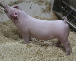 Sire: Pay To Play<br>
Sire of Dam: Mayhem 89-2
<br>
<a href="https://www.youtube.com/watch?v=0OiBNoscjKI" target="_blank" rel="noopener noreferrer">YOUTUBE LINK</a>