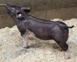 Sire: Outbreak<br>
Sire of Dam: One Armed Bandit 173-5 <br>
<a href="https://www.youtube.com/watch?v=JP5-SGyPKtY" target="_blank" rel="noopener noreferrer">YOUTUBE LINK</a>