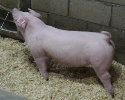 Sire: Boomawang<br>
Sire of Dam: Ein 183-2
<br>
<a href="https://www.youtube.com/watch?v=sTxlykDUpTA" target="_blank" rel="noopener noreferrer">YOUTUBE LINK</a>