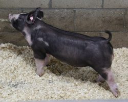 Sire: Monster<br>
Sire of Dam: Injured Reserve 39-6
<br>
<a href="https://www.youtube.com/watch?v=VAKPACsNrW0" target="_blank" rel="noopener noreferrer">YOUTUBE LINK</a>