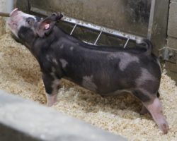 Sire: Monster<br>
Sire of Dam: Keep Talkin 227-1
<br>
<a href="https://www.youtube.com/watch?v=TEuSaZnVYa0" target="_blank" rel="noopener noreferrer">YOUTUBE LINK</a>