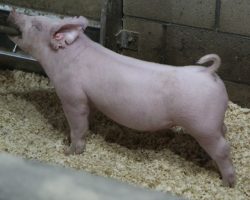 Sire: Times Up<br>
Sire of Dam: Sit Tight 66-3
<br>
<a href="https://www.youtube.com/watch?v=Eag4FjqDpqw" target="_blank" rel="noopener noreferrer">YOUTUBE LINK</a>
