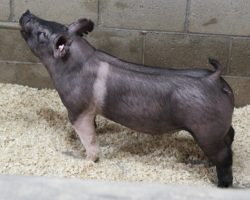 Sire: May We All<br>
Sire of Dam: Short Bus 12-3
<br>
<a href="https://www.youtube.com/watch?v=gpl19N_XHWo" target="_blank" rel="noopener noreferrer">YOUTUBE LINK</a>